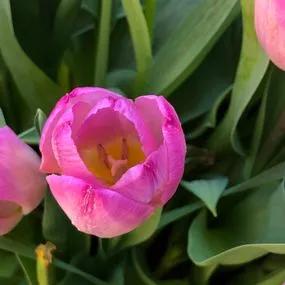 Pink Impression Tulip (Tulipa darwinii 'Pink Impression') Img 2